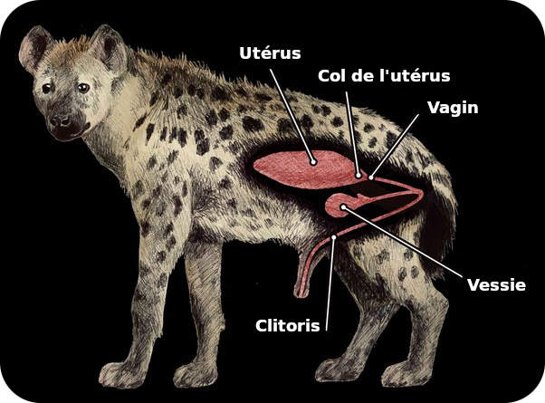 Le clito animal ou la vigueur des femelles