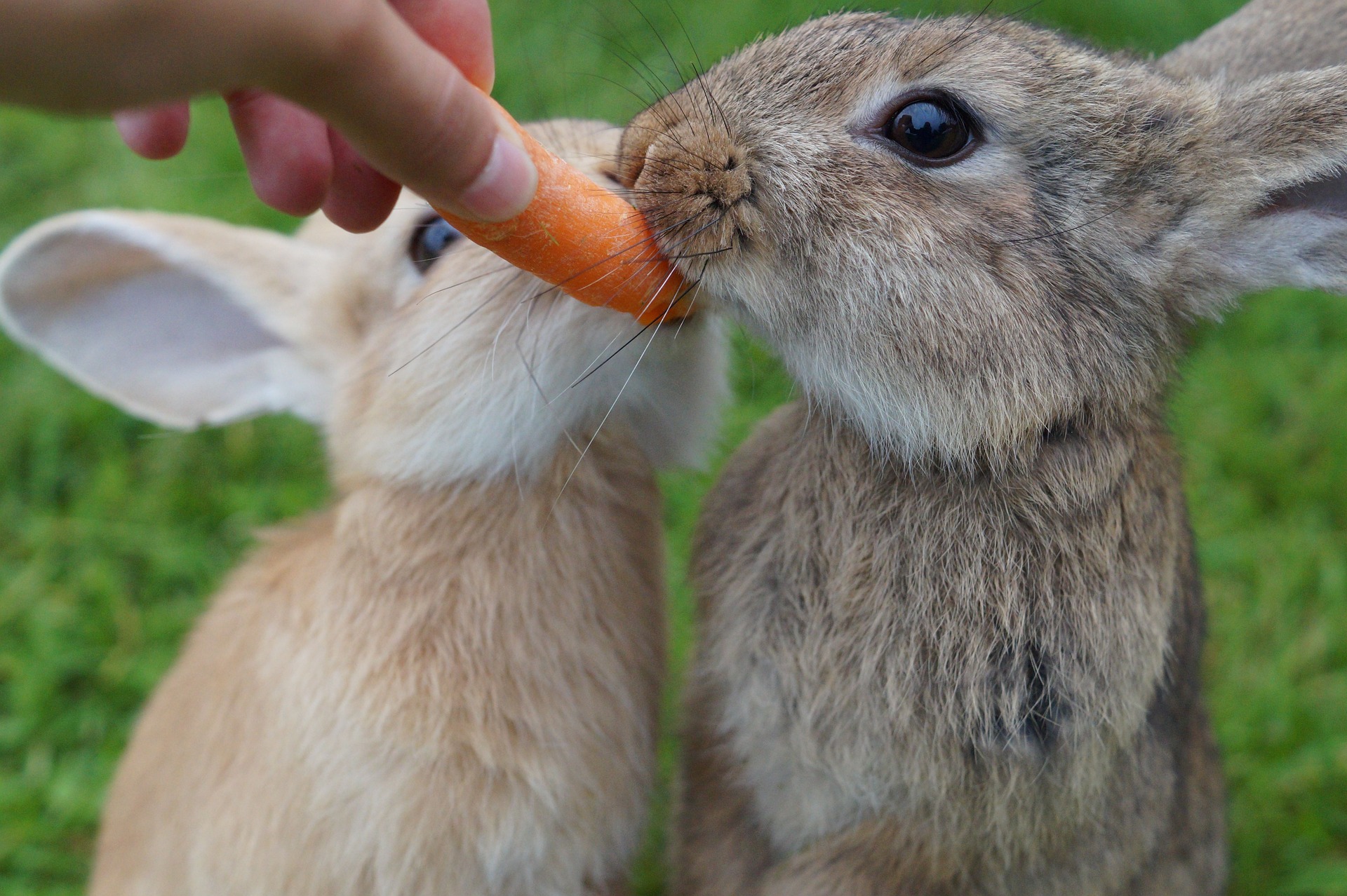 Les carottes sont mortelles pour les lapins !